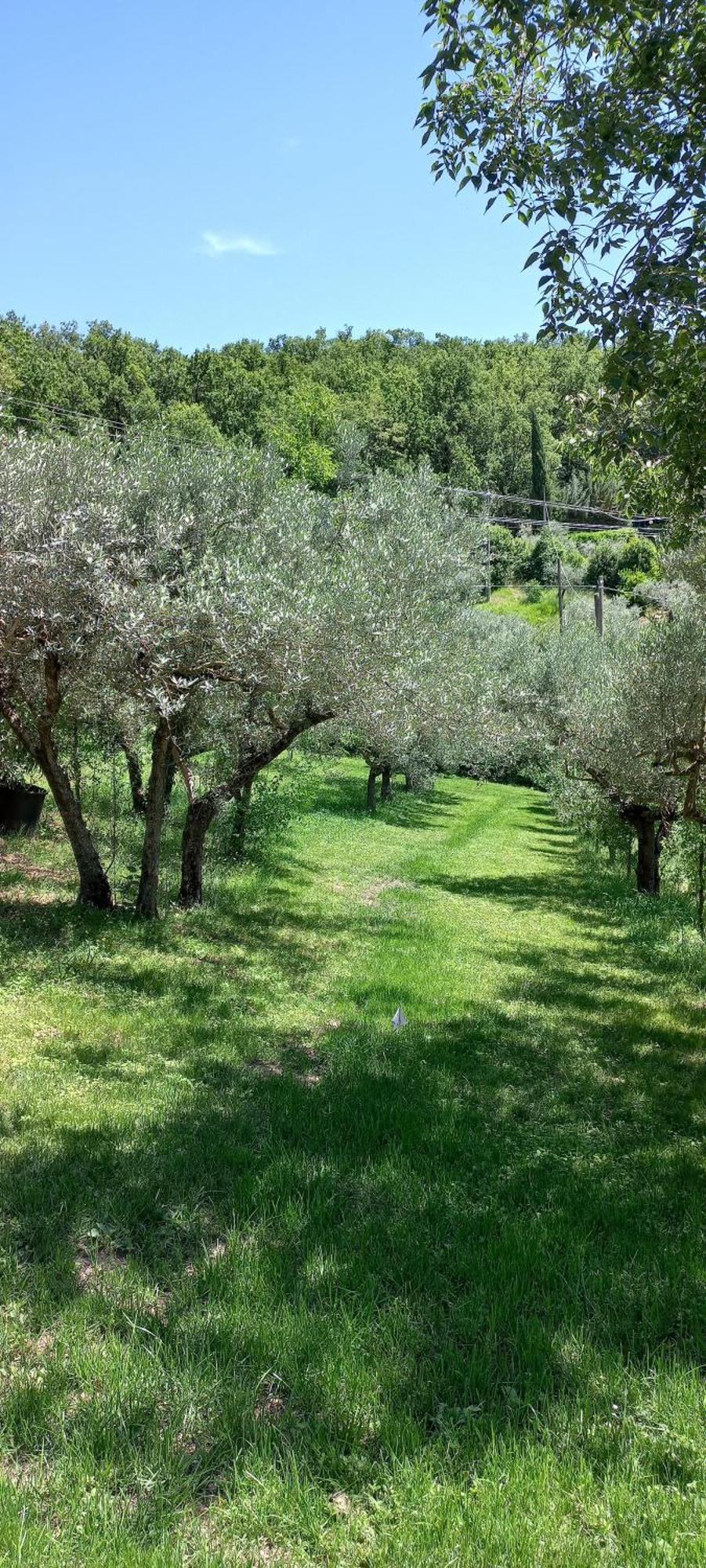 Domus Antiqua Bed & Breakfast Spello Eksteriør bilde